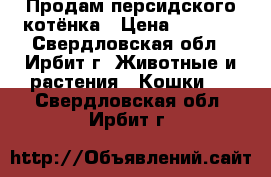 Продам персидского котёнка › Цена ­ 1 200 - Свердловская обл., Ирбит г. Животные и растения » Кошки   . Свердловская обл.,Ирбит г.